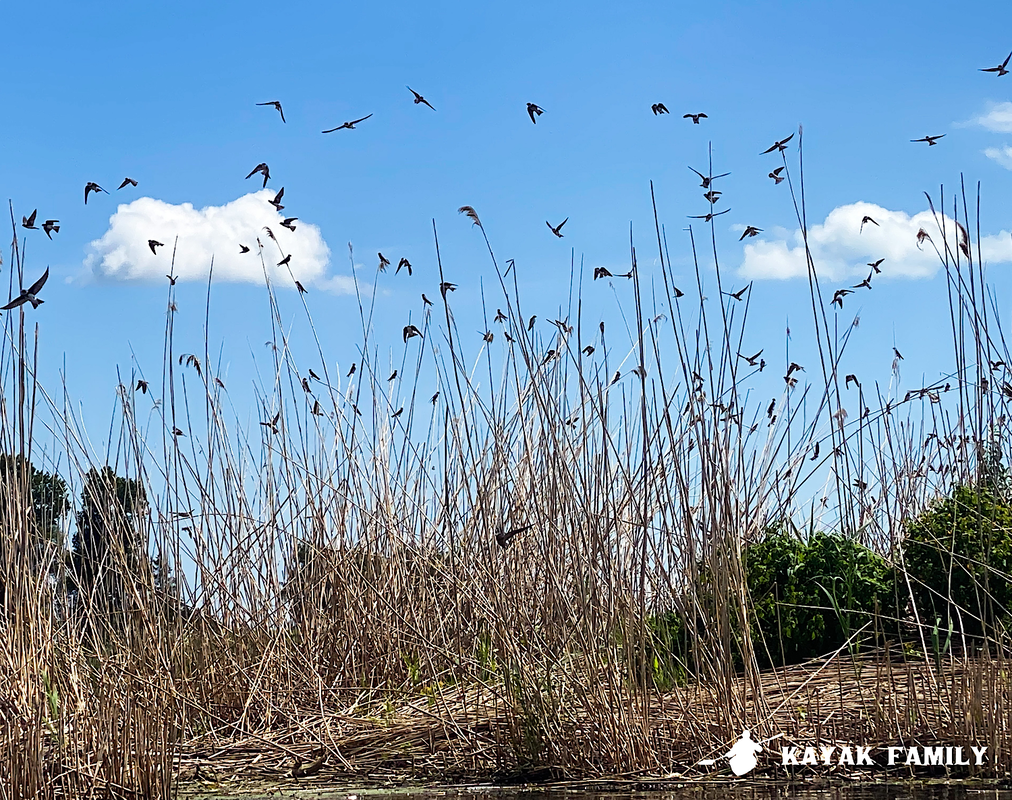 Cliff swallows on marsh grasses at Big Creek National Wildlife Area