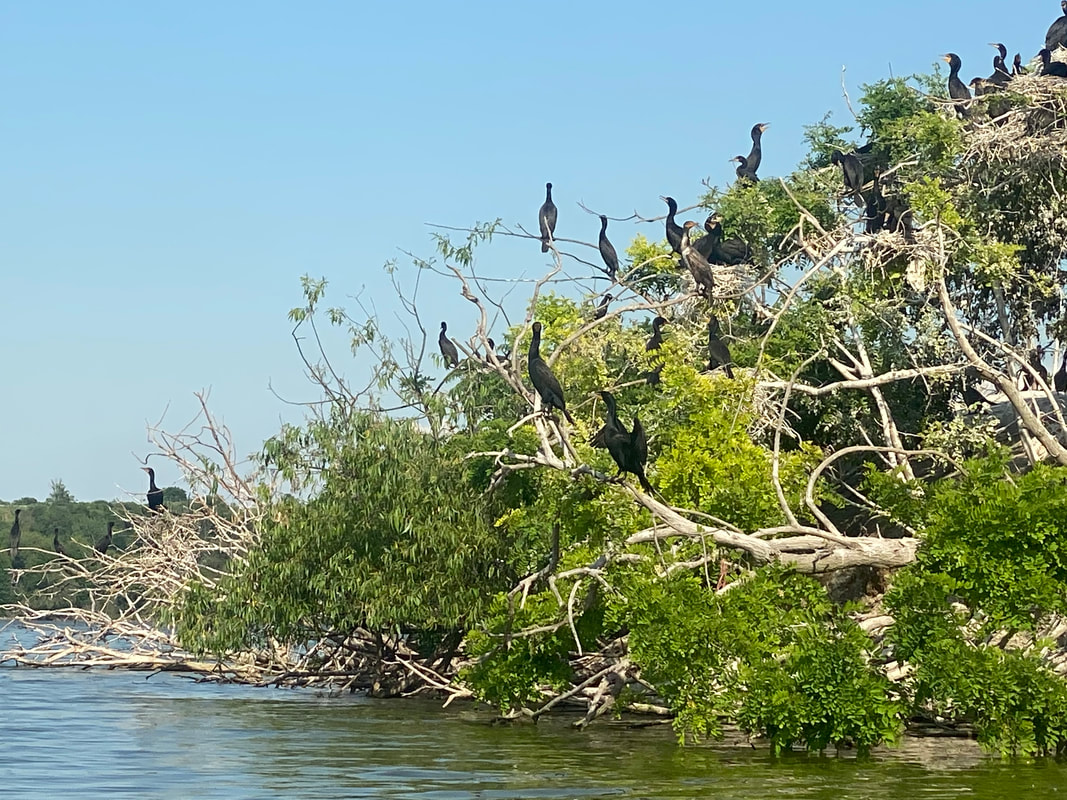 Double Crested Cormorants at Cootes Paradise, Hamilton Harbour, Lake Ontario. 
