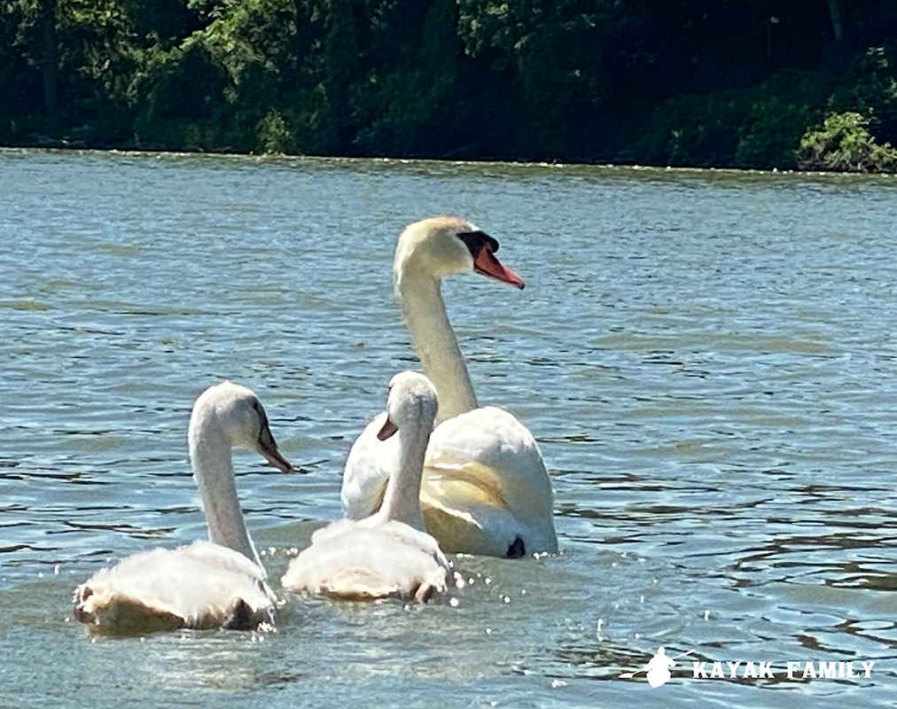 Mute swans at Jordan Harbour, Twenty Mile Creek, Niagara Region Ontario