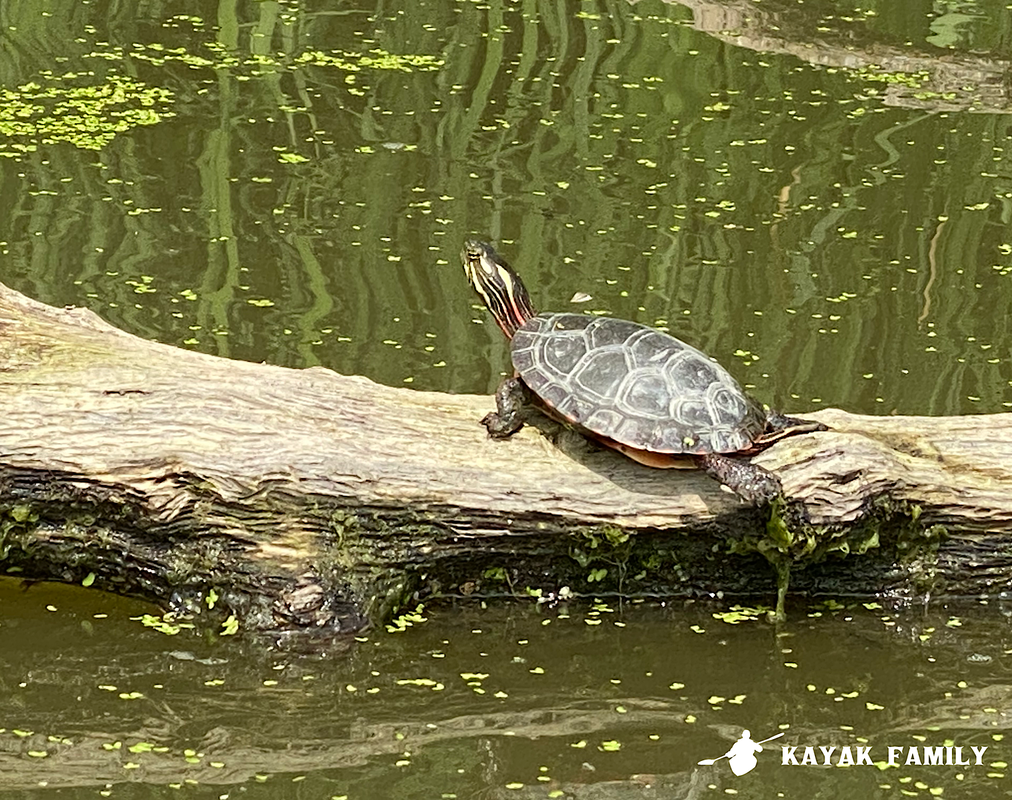 Painted midland turtle sunning on a log at Jordan Harbour Conservation Area, Twenty Mile Creek, Lincoln, Niagara region Ontario