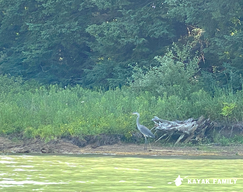 Great blue heron on the shores of Lake Niapenco in Binbrook Conservation Area.